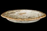 Petrified Wood Dish - Indonesia #176232-1